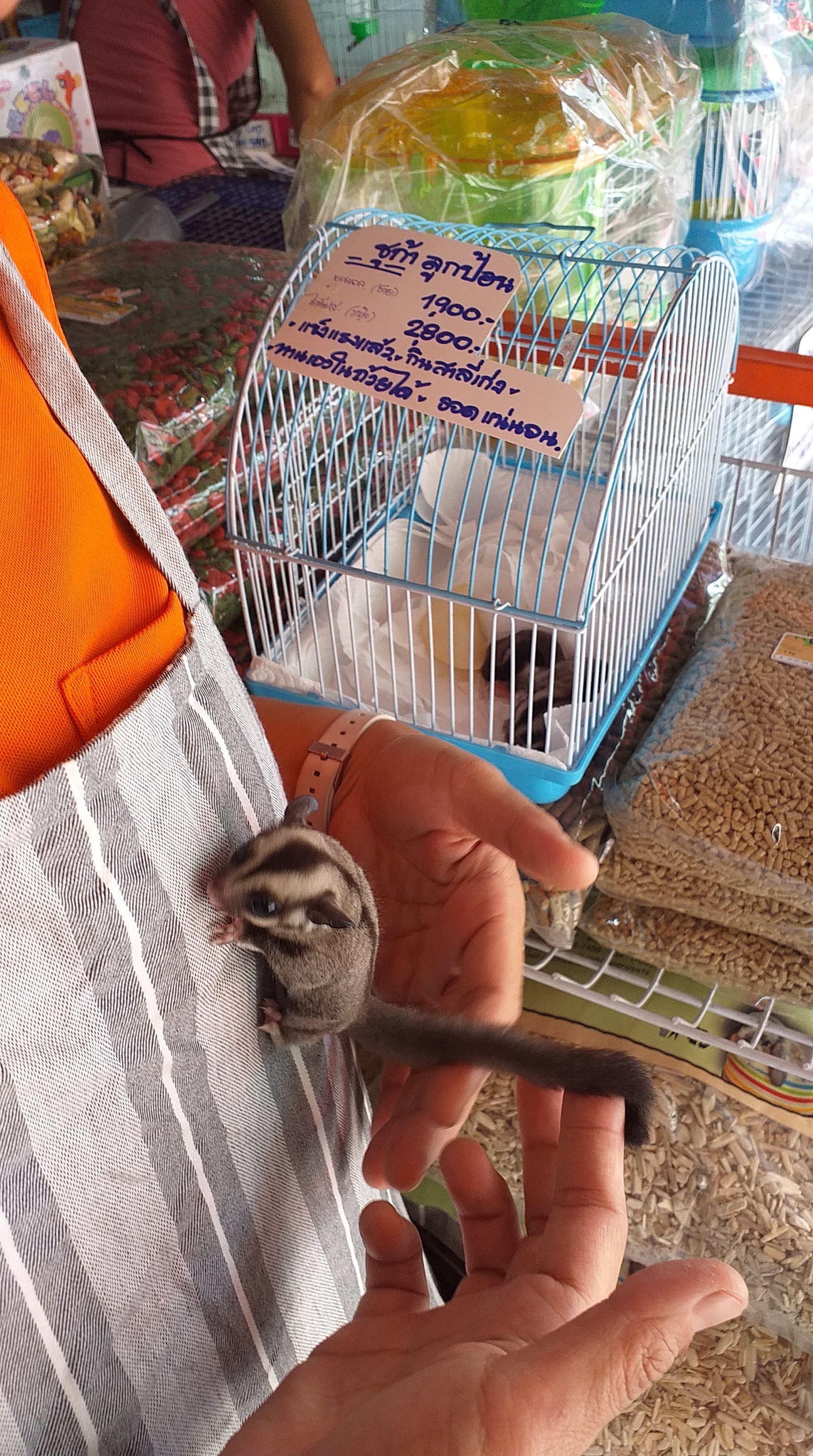 ชูก้า เข้ามา2ตัวค่ะ/New Sugar Gliders arrived this morning 1 20190420 104320