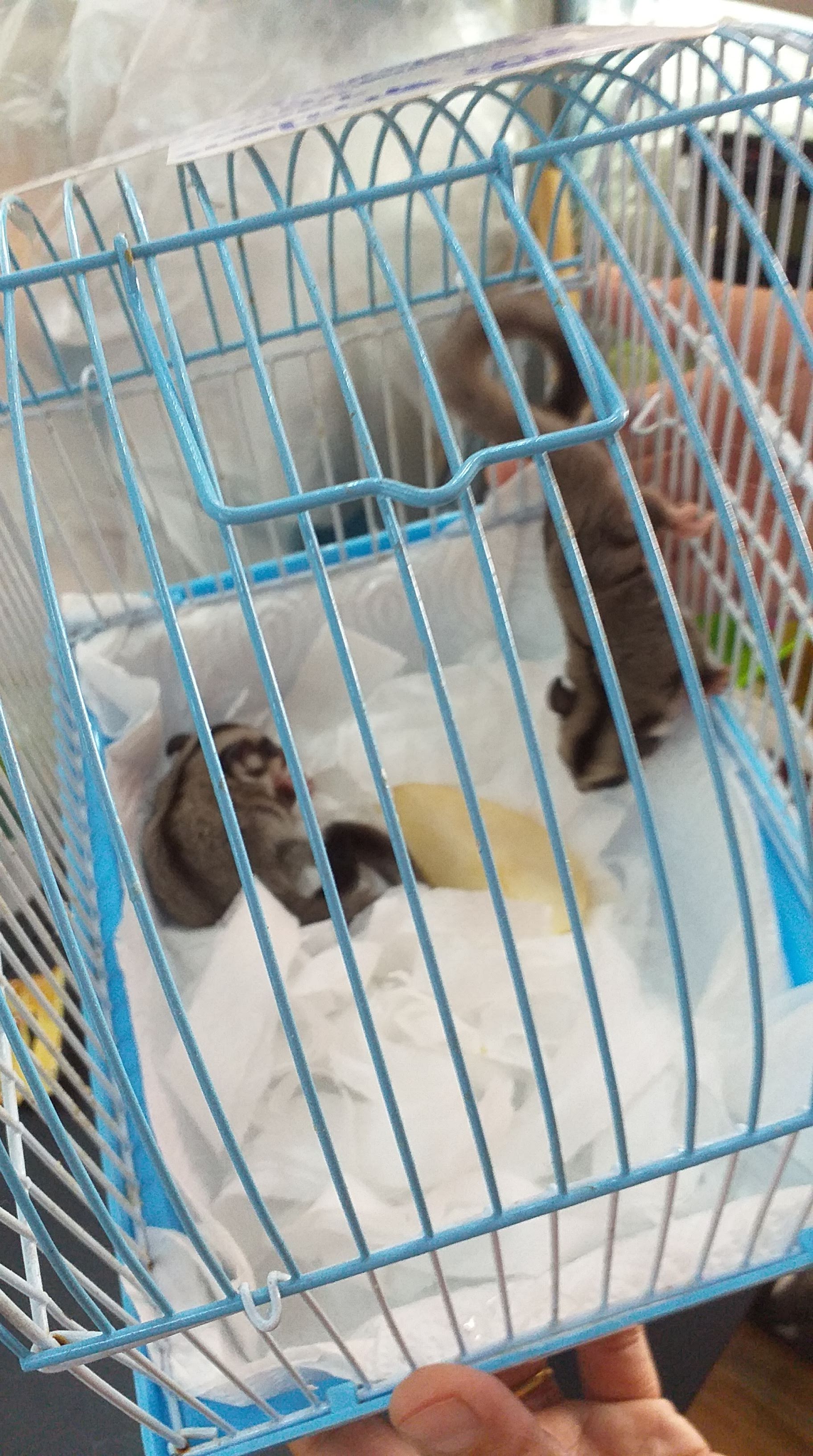 ชูก้า เข้ามา2ตัวค่ะ/New Sugar Gliders arrived this morning 2 20190420 104357