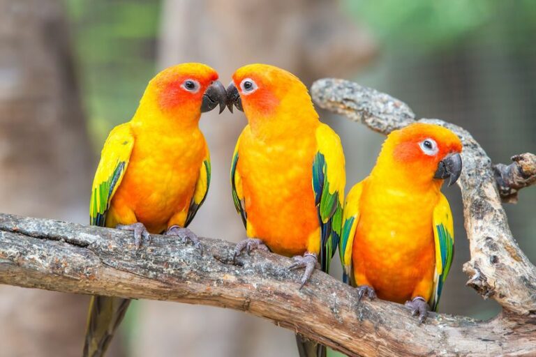 Beautiful Sun Conures