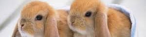 cropped cuterabbits