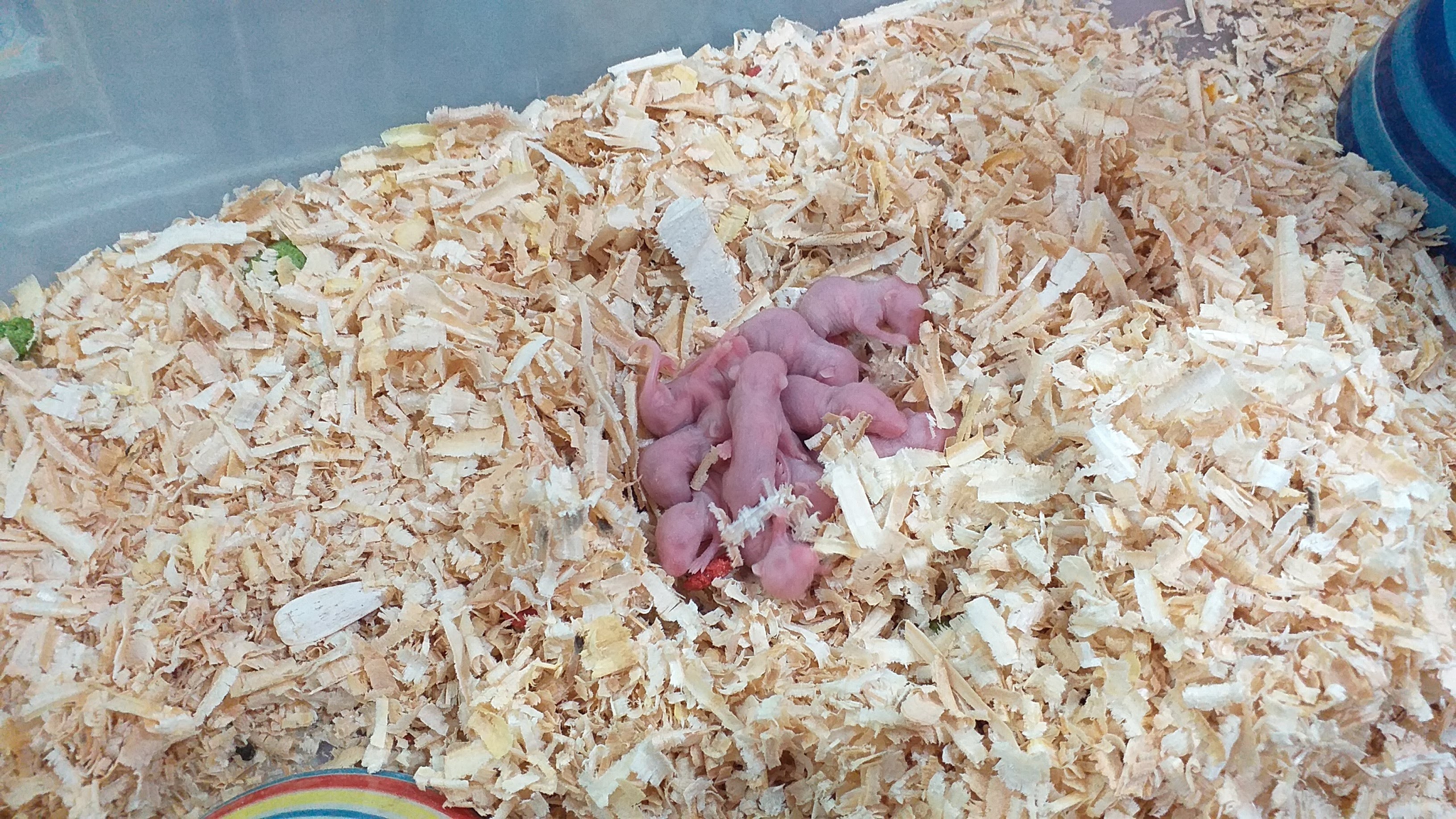 ลูกหนูไมค์ เย้อะแยะเรรยย