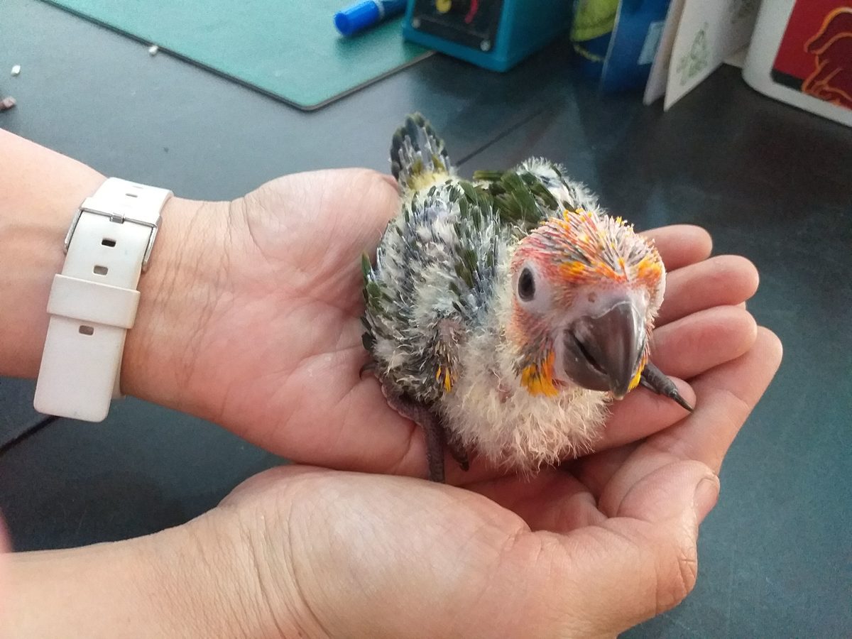 BabyConure2 1