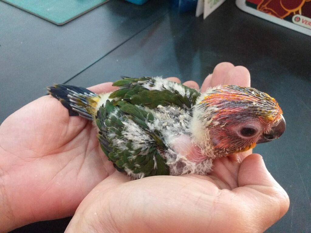BabyConure3 1