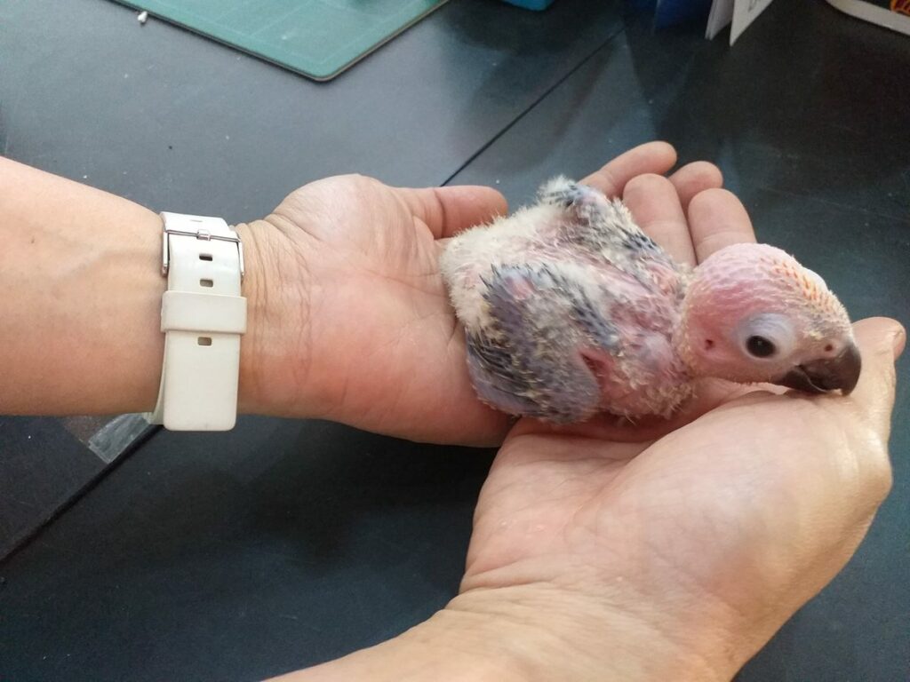 BabyConure4 1
