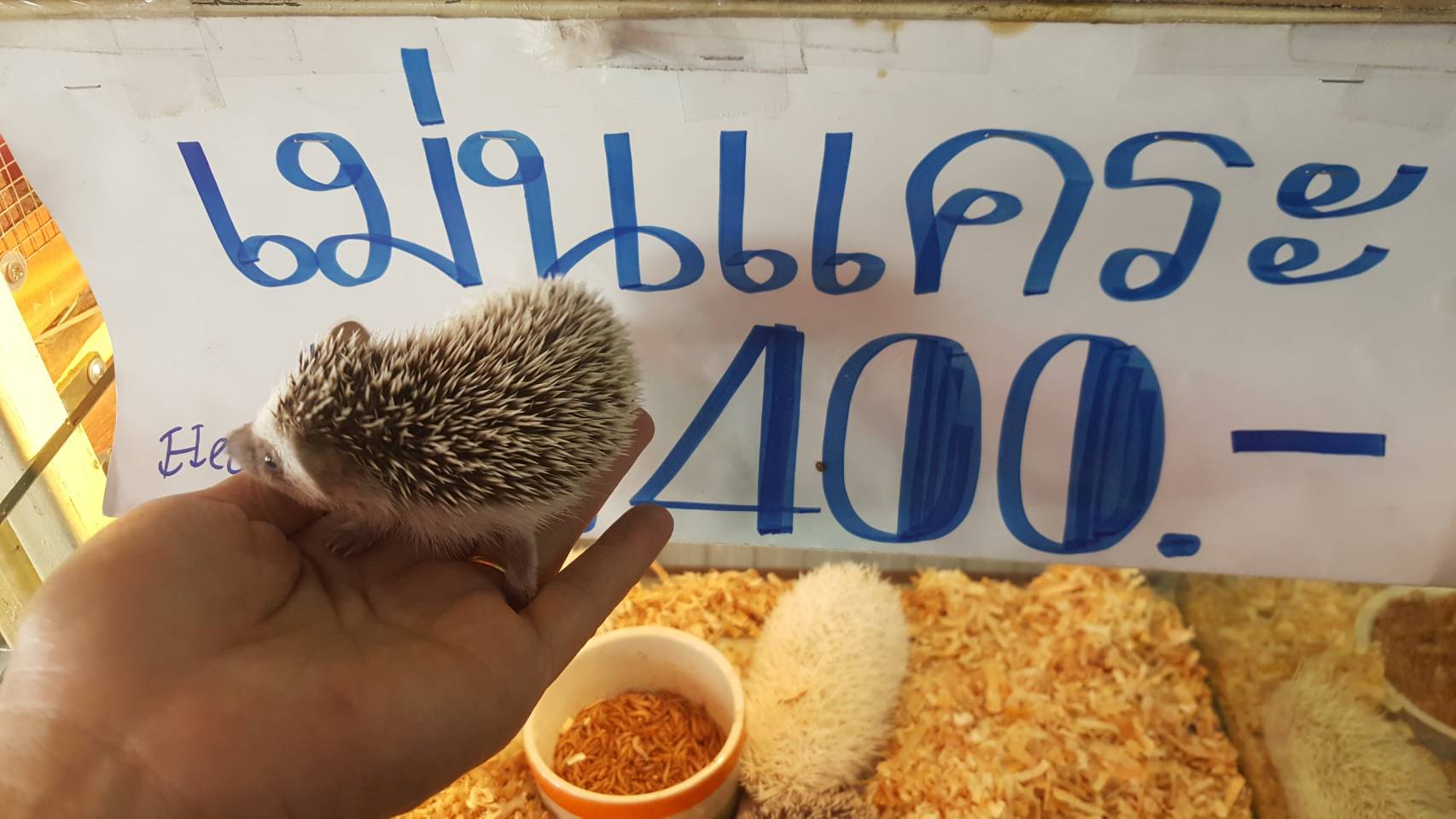 hedgehog