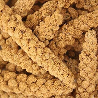 Finch Yellow Millet Spray - มิลเล็ตสเปรย์เหลือง 1kg (แบ่งขาย) (7509)