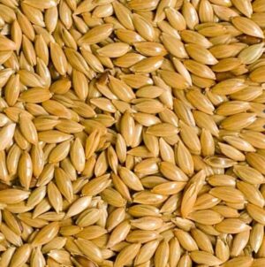 ข้าวไรน์ Canary Seed - ข้าวไรน์ 1kg (71916)