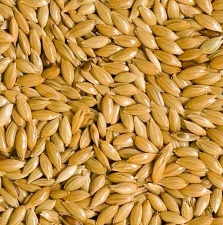 ข้าวไรน์