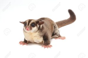1 Sugar Glider Normal - ชูการ์ไกลเดอร์ สีนอมอล เพศเมีย (8627)
