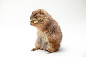 8684 Prairie Dog Male - แพรี่ด็อกเพศผู้ (8684)
