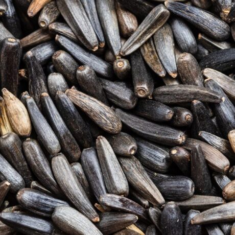 SOOS Niger Seeds - เมล็ดไนเจอร์ 1kg (9316)