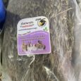 Hamata Grass - หญ้าถั่วฮามาต้า