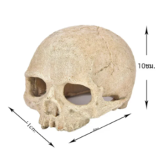 Resin Skull - เรซิ่นหัวกะโหลก (11x14x10cm)(7823)