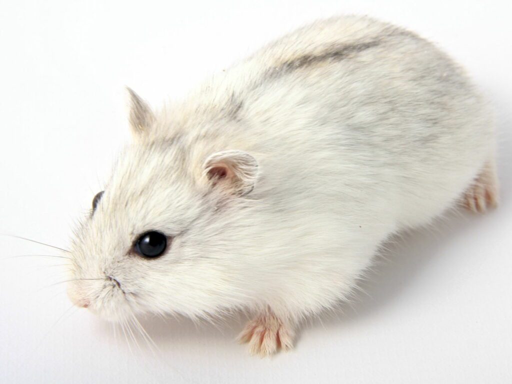 พบคำแนะนำในการเลือกกรงนกที่สมบูรณ์แบบ 7 Hamster Roborovski White - หนูแฮมสเตอร์โรโบรอฟกี้สีขาว (9423)
