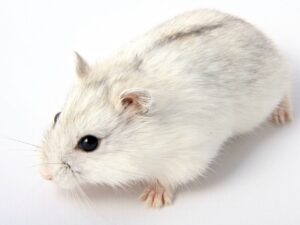 robo Hamster Roborovski White - หนูแฮมสเตอร์โรโบรอฟกี้สีขาว (9423)
