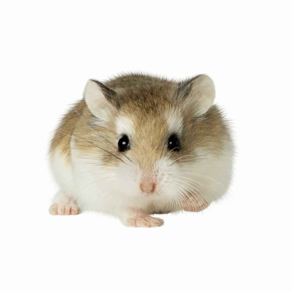 พบคำแนะนำในการเลือกกรงนกที่สมบูรณ์แบบ 9 Hamster Roborovski - แฮมสเตอร์โรโบรอฟกี้นอมอล (9323)