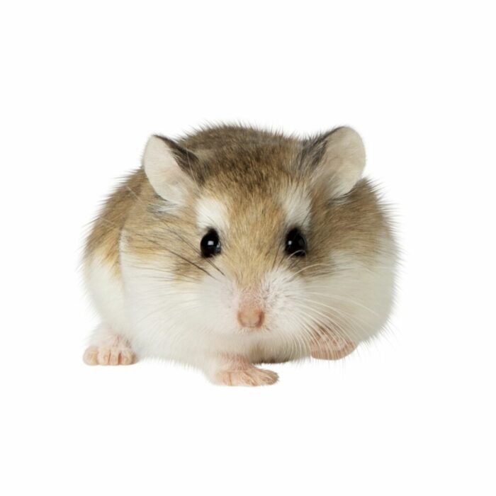 Hamster Roborovski - แฮมสเตอร์โรโบรอฟกี้นอมอล (9323)