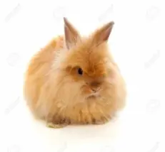 Teddy Bear Rabbit - กระต่ายขนยาวเท็ดดี้แบร์ (9417)