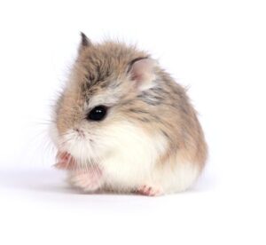 หนูโรโบ พาย หนูแฮมเตอร์