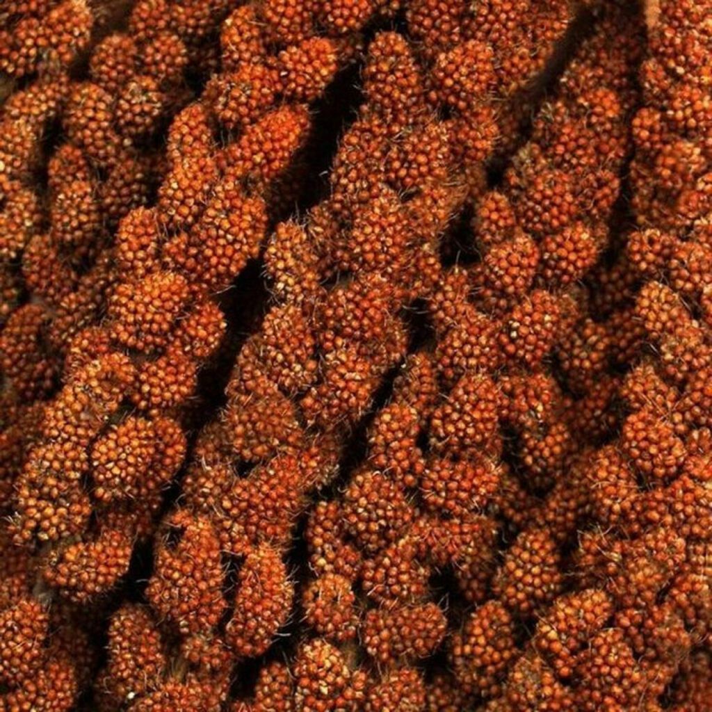 พบคำแนะนำในการเลือกกรงนกที่สมบูรณ์แบบ 10 Red Millet Spray 1kg - มิลเล็ตสเปรย์แดง 1 กิโลกรัม (แบ่งขาย) (11177)