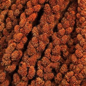1 Red Millet Spray 1kg - มิลเล็ตสเปรย์แดง 1 กิโลกรัม (แบ่งขาย) (11177)