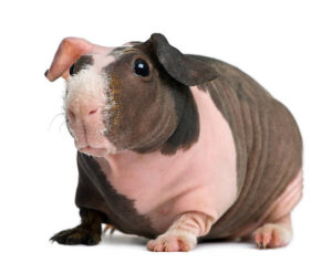 11012 Hairless Guinea Pig Female - หนูฮิปโปแคระ เพศเมีย (11012)