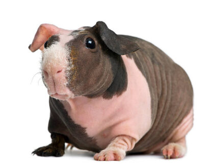 Hairless Guinea Pig Female - หนูฮิปโปแคระ เพศเมีย (11012)