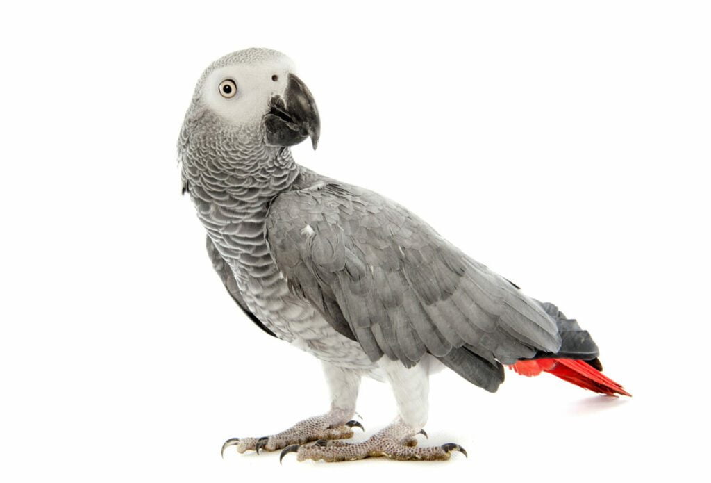 พบคำแนะนำในการเลือกกรงนกที่สมบูรณ์แบบ 9 African Grey - ลูกป้อนนกแก้วแอฟริกันเกรย์ (10772)