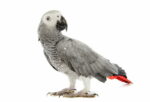 AFRICAN GREY