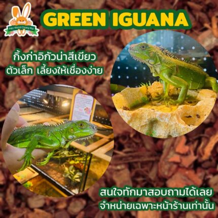 Green Iguana - กิ้งก่าอิกัวน่าเขียว