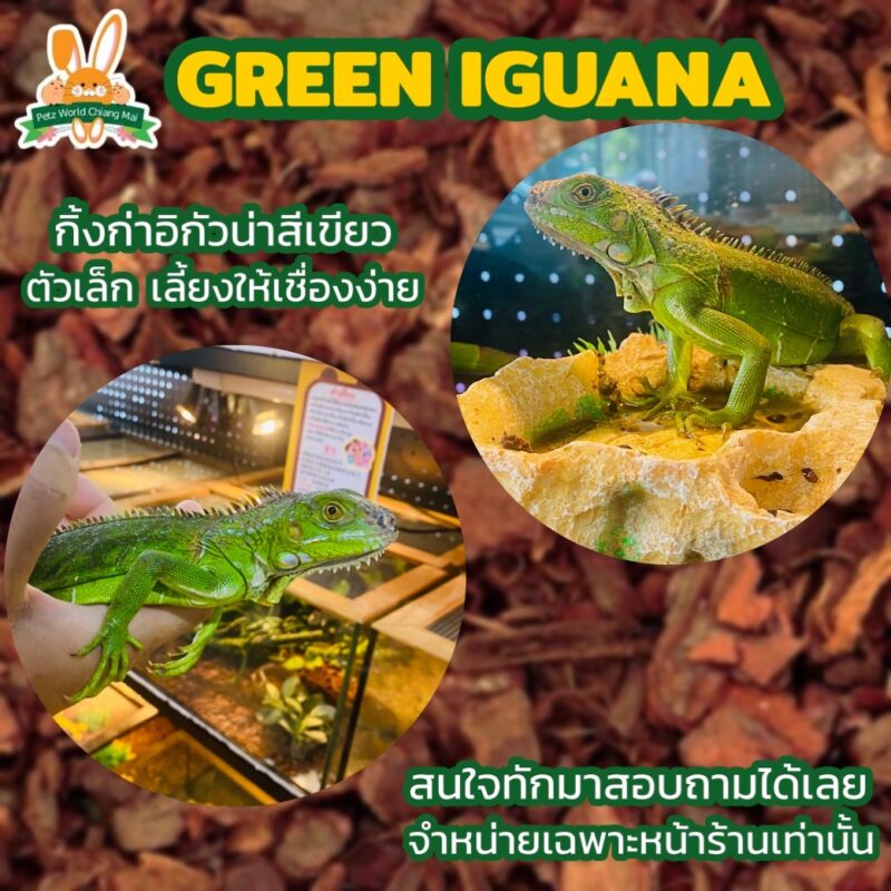 พบคำแนะนำในการเลือกกรงนกที่สมบูรณ์แบบ 9 Green Iguana - กิ้งก่าอิกัวน่าเขียว