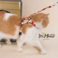 Its-Meow-Meow-Cat-Harness-2-1