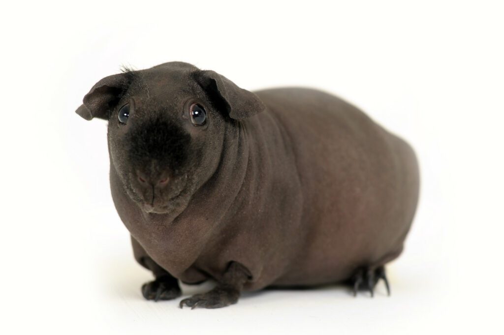 พบคำแนะนำในการเลือกกรงนกที่สมบูรณ์แบบ 8 Hairless Guinea Pig Male - หนูฮิปโปแคระ เพศผู้ (10273)