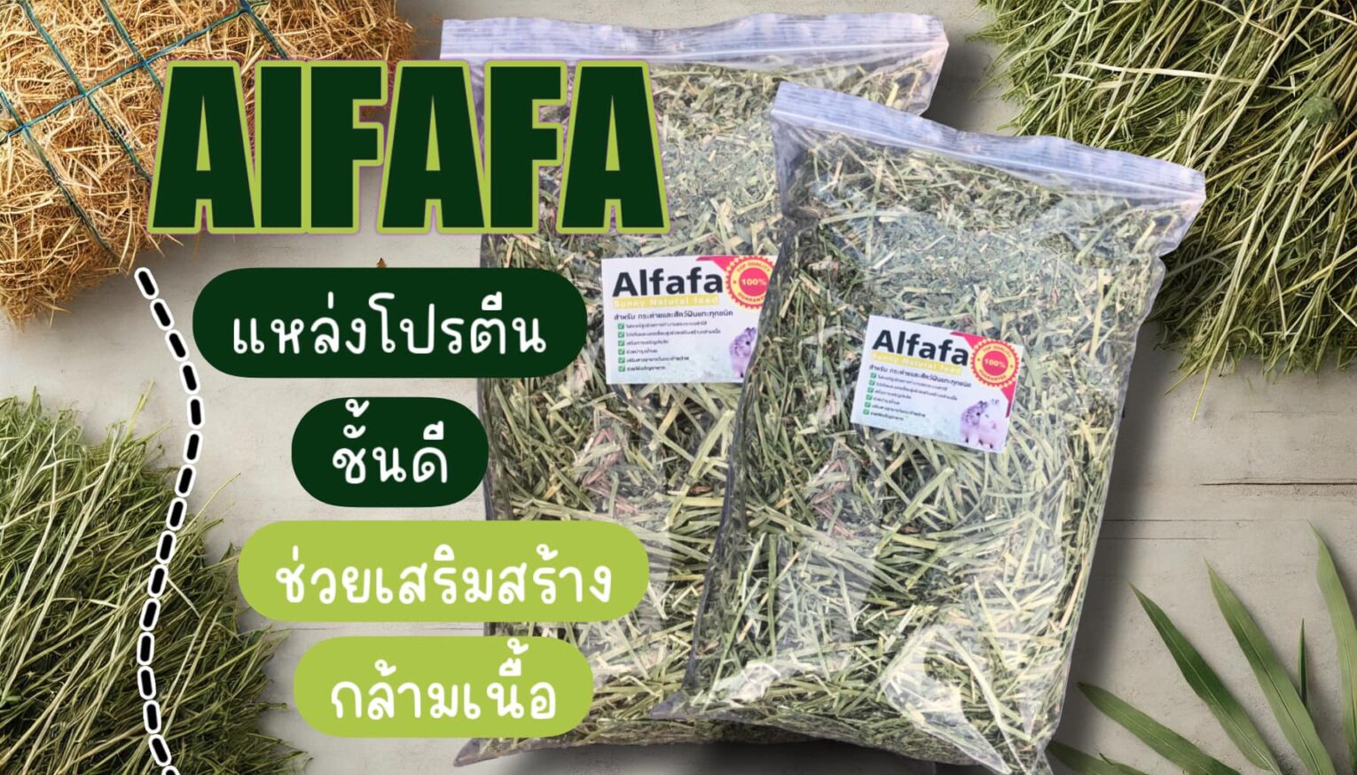พบคำแนะนำในการเลือกกรงนกที่สมบูรณ์แบบ 9 Alfalfa Grass Stem and Leaves - อัลฟาฟ่าเส้น ก้านใบ 500g (11140)