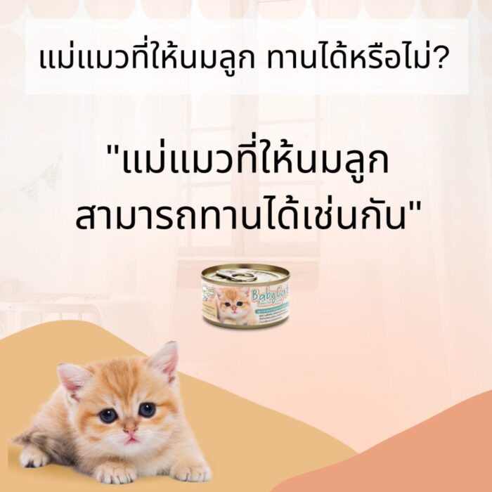 CHOO CHOO BABY 5 Choo Choo Baby Cat Booster Soup - ซุปบำรุงลูกแมวอายุ 1-3 เดือนผสมเนื้อปลาทูน่า (12127)
