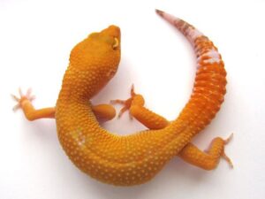 LEOPARD GECKO ตุ๊กแกเสือดาว