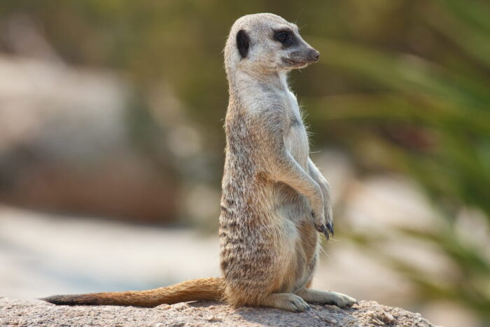 พบคำแนะนำในการเลือกกรงนกที่สมบูรณ์แบบ 8 Meerkat Male - เมียร์แคท เพศผู้ (11567)