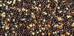 adfadfd450dbb7ce52c13ae7fea4676f U.LEK Black Millet 25kg (RPK) - มิลเล็ตดำ 25 กก. (13321)