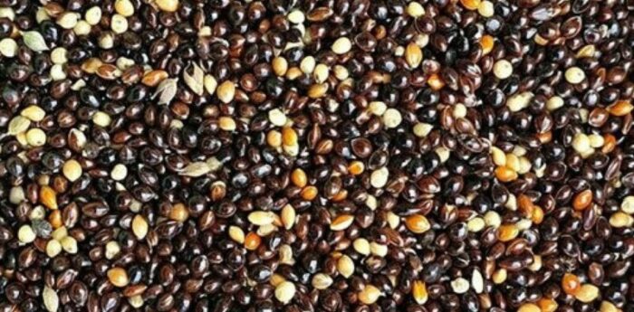 SOOS U.LEK Black Millet 25kg (RPK) - มิลเล็ตดำ 25 กก. (13321)