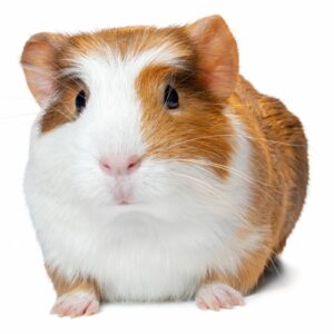 Thai Guinea Pig - หนูตะเภา (014082)