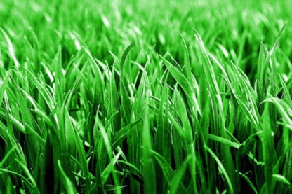 Fresh Grass - หญ้าขนสด (14036)