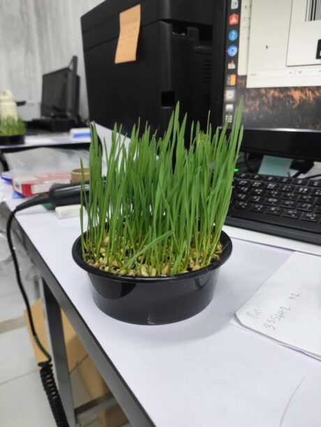 ต้นอ่อนข้าวสาลีกระถางกลมเล็ก