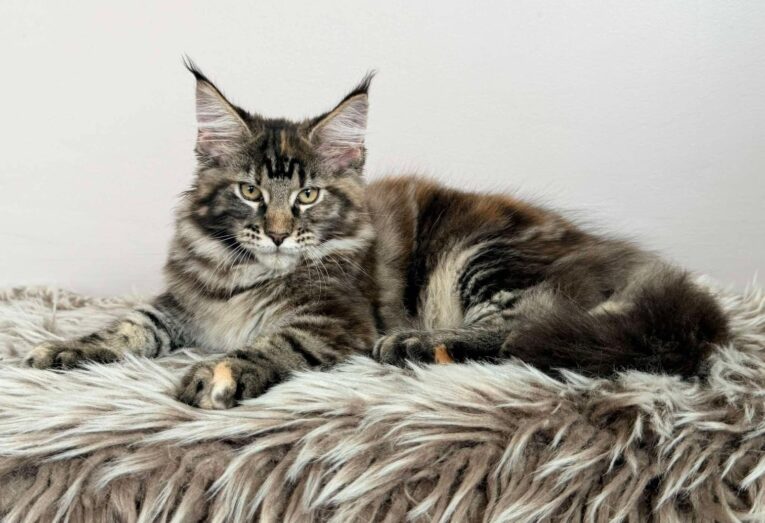 Baby Maine Coon