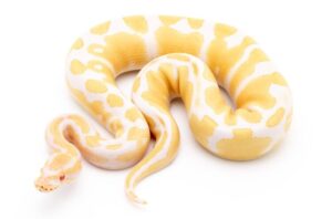 Female-adult-albino-ball-python งูบอลไพธ่อน