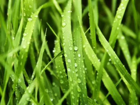 Fresh Grass