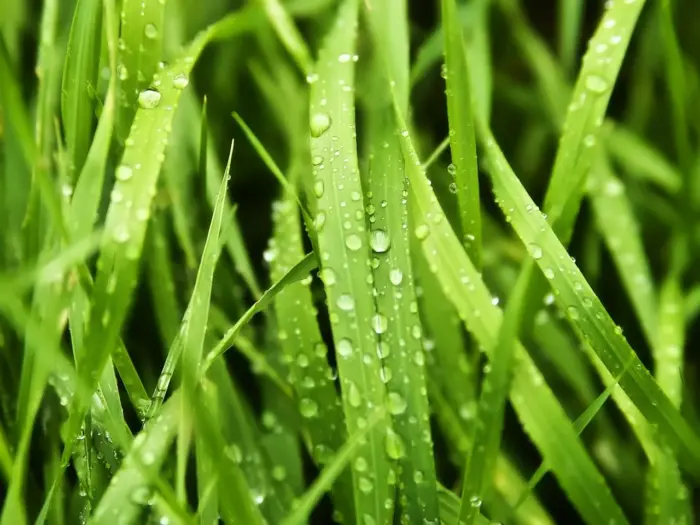 Fresh Grass