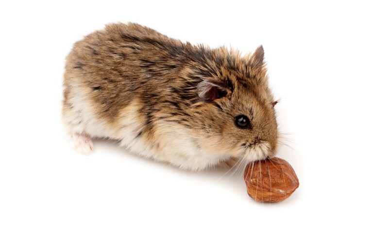 Winter White Russian Dwarf Hamster in studio against a white background.