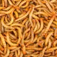 Live Mealworms