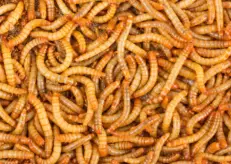 Mealworms 100g - หนอนนกสด 100 กรัม (14733)