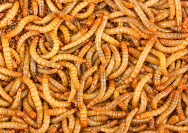 Live Mealworms